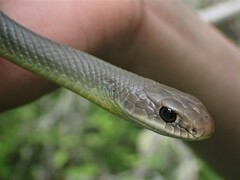 Coluber constrictor mormon