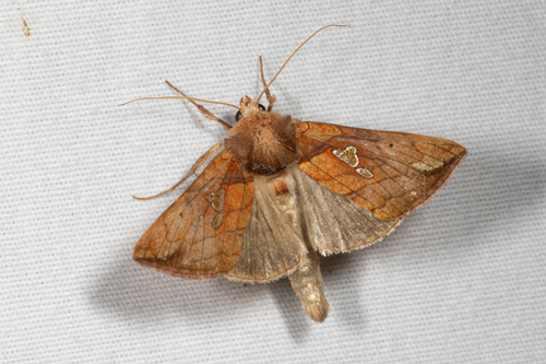 Putnam's Looper Moth photo 2