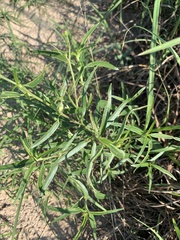 Asclepias verticillata