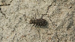 Cicindela duodecimguttata