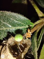 Araneus lathyrinus