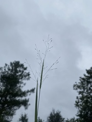 Panicum flexile