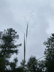 Panicum flexile