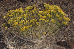 Chrysothamnus viscidiflorus puberulus