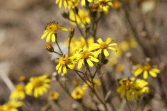 Osteospermum muricatum
