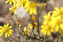 Osteospermum muricatum