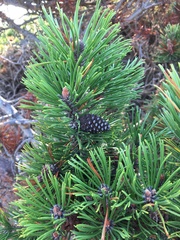 Pinus rigida
