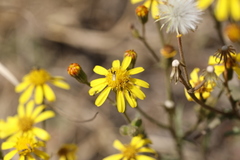 Osteospermum muricatum