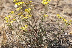 Osteospermum muricatum
