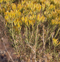 Chrysothamnus viscidiflorus puberulus