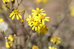 Osteospermum muricatum