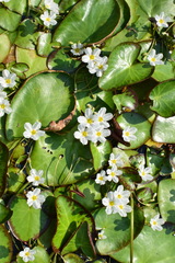 Nymphoides cristata