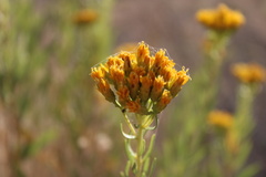 Solidagininae