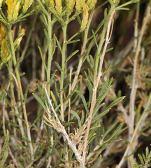 Chrysothamnus viscidiflorus puberulus