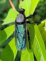 Microstylum oberthurii