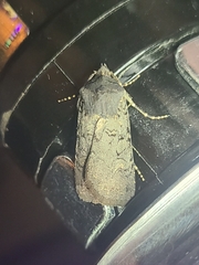 Euxoa velleripennis
