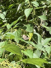 Neptis sappho intermedia