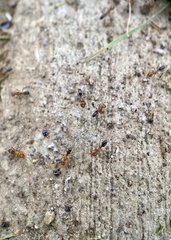 Dorymyrmex bicolor