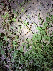 Rhinocheilus lecontei