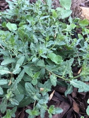 Amaranthus albus