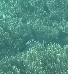 Labroides dimidiatus