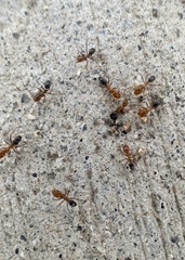 Dorymyrmex bicolor