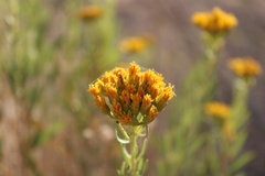 Solidagininae