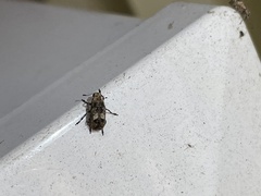 Euparius marmoreus