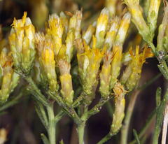 Chrysothamnus viscidiflorus puberulus