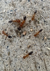 Dorymyrmex bicolor