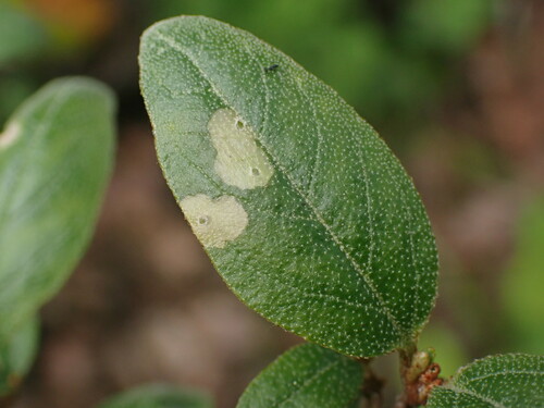 Speckled Casebearer Moth
