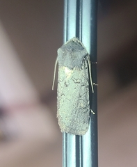 Euxoa velleripennis