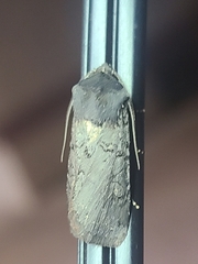 Euxoa velleripennis