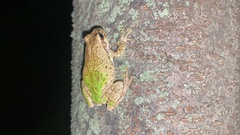 Hyla japonica