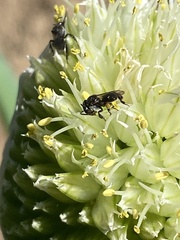 Tetragonula carbonaria