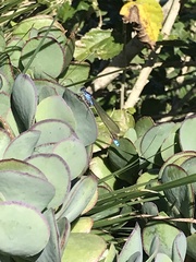 Ischnura heterosticta