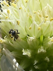 Tetragonula carbonaria