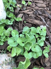 Dichondra occidentalis
