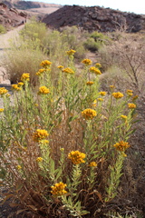 Solidagininae