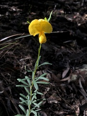 Gompholobium latifolium