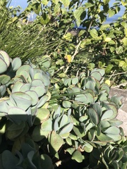 Ischnura heterosticta