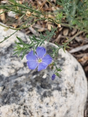 Linum perenne