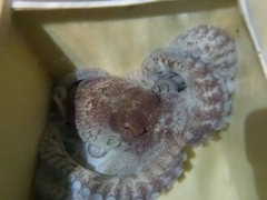 Octopus maya