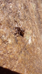Plecoptera