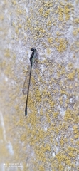 Argentagrion ambiguum