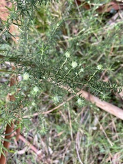 Cassinia aculeata