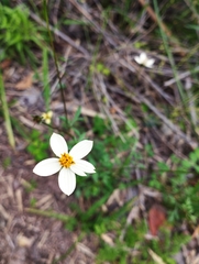 Bidens pilosa