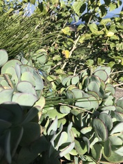 Ischnura heterosticta