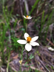 Bidens pilosa