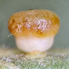 Caryomyia flaticrustum